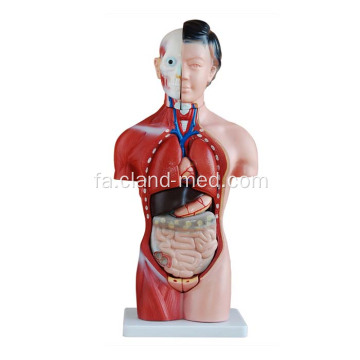42 سانتیمتر Torso زن 15 قطعات